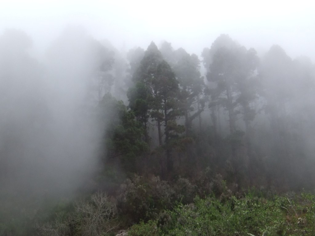 Mist drifting through a pine forest